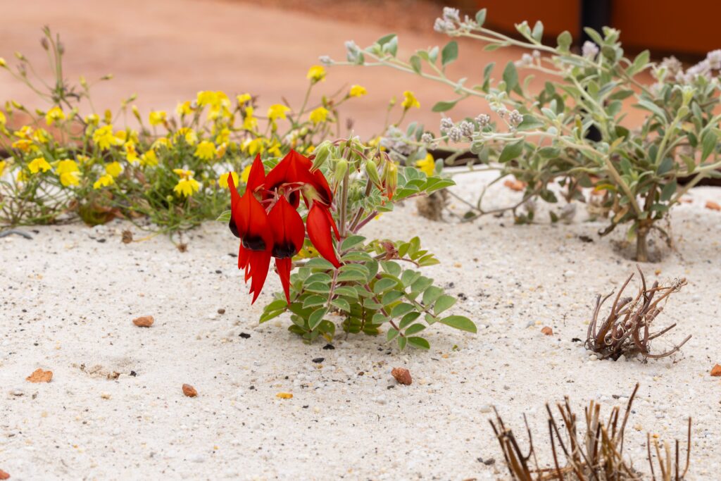 Best Native Plants for Perth